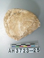 藏品(小型螺蓋製貝刮器)的圖片